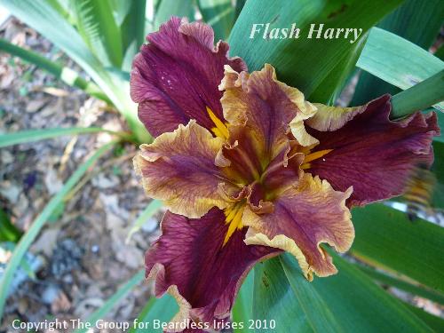Flash Harry (0)